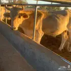 عجل سويسري ابيض ذبيحه شقراء