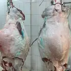 مفاطيح حاشي