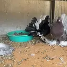 زوج رقاص فاخر بنتاجه