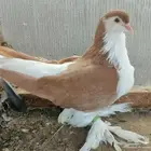 شيرازي انثى تم البيع