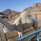 قعود طيب للبيع
