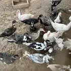 بط مصري