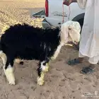 طليان نجد للبيع