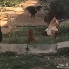 دجاج للبيع ما شاء الله