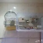 زوج بادجي اليف