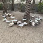 بط مصري
