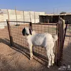 تيس بيشي جنوبي