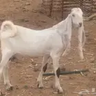 للبيع تيس هولندي مشروع فحل صنف ابوه وانه