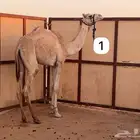 هجن بكار حقايق