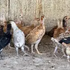 صوص بلدي