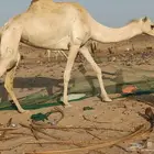 ناقه رحول للبيع