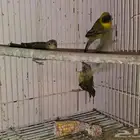 زوجين طيور الحائك