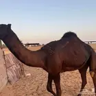 بكرة طيبة ومن سلاله طيبة .