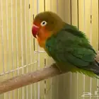 للبيع ذكر فيشر