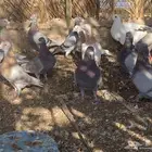 حمام ذكور زاجل