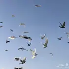 حمام بري للبيع
