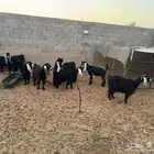 7 معزاء فاضيه توه مقروعه