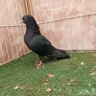 ذكر صنعاوي أسود عيون سود