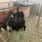 تيوس وحفار للبيع
