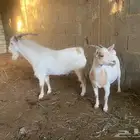 للبيع جوز ماعز قزم