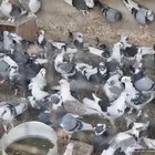 حمام للبيع