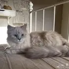 قطه شيرازي للتبني