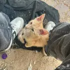 قطط للتبني