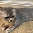 قطوه سكوتش فولد