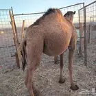 بكره عدله و سمينه للبيع