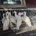 بط بكيني عدد 10 حبات