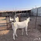 تيس جذع جنوبي