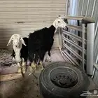 نعجه والد