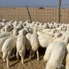 بهم حري 100 (تم البيع )