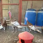 ديك ودجاج رومي