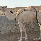 عشرا شقحا للبيع