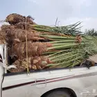 لدينا جميع انواع النخيل المثمره والزينه