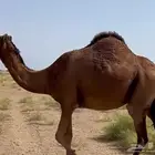 6 خلفات ولقحات وبكار سواحل