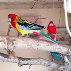 روزيلا للبيع