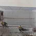 طير كروان للبيع