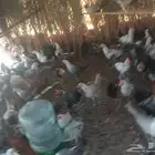 دجاج فيومي للبيع