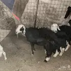 نعجتين ولد
