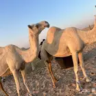 4 نياق وضح في بقيق