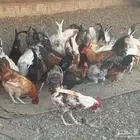 ديوك للبيع نظيفة جدا
