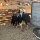 نعاج ولد