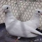 للبيع جوز خضاض منتج الموقع القطيف