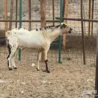 فحول بيشيه اصل وصنف الصنف