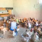 دجاج بلدي بياض للبيع