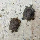 جوز سلاحف