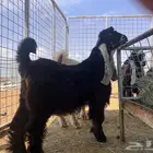 تيس مشروع فحل عارضي صنف