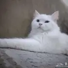 قطه مفقوده